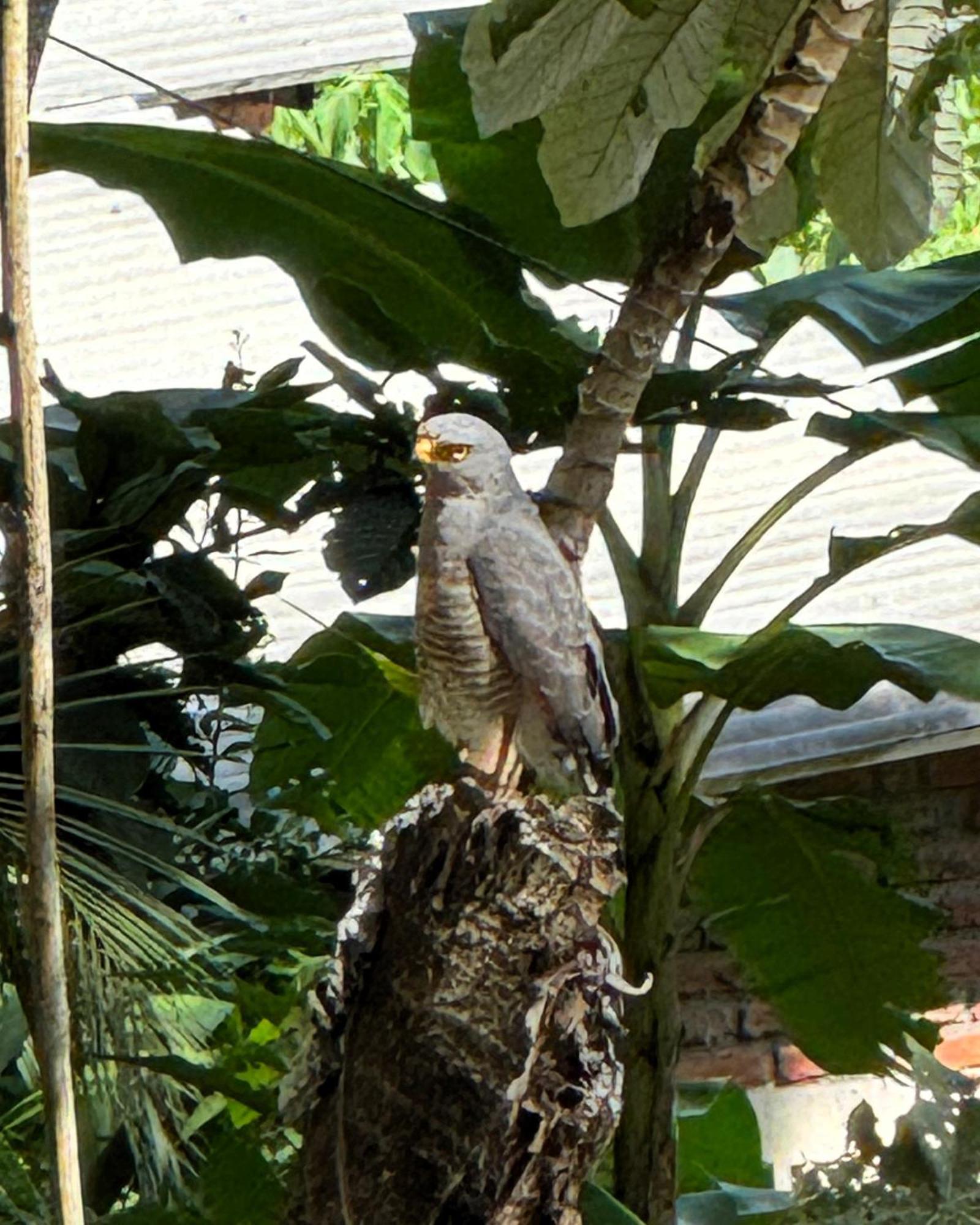 Eden Los Abuelos 2 - Casa Privada En Minca Nature Экстерьер фото